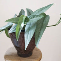 Epipremnum pinnatum 'Cedu Blue' (pothos cedu blue)