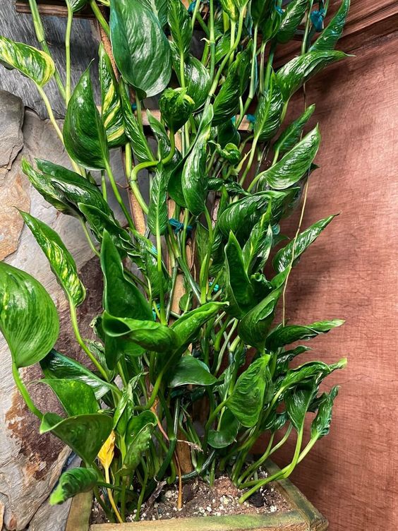 pothos shangri la mature Epipremnum aureum ‘Shangri La’ – Sleeping Pothos