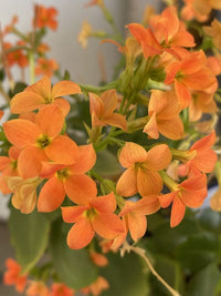 Kalanchoe Blossfeldiana