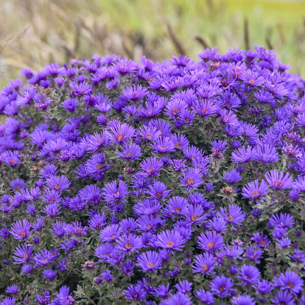 Aster novae-angliae 'Grape Crush'
