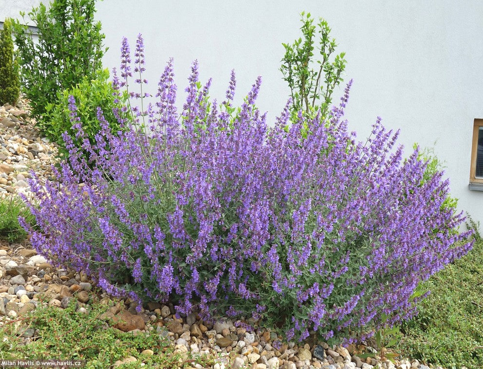 Nepeta 'Six Hills Giant'