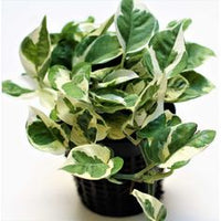 Epipremnum aureum Pearls & Jade (Pothos Pearls & Jade)