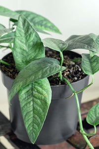 Epipremnum pinnatum 'Cedu Blue' (pothos cedu blue)