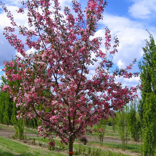 Malus 'Gladiator'
