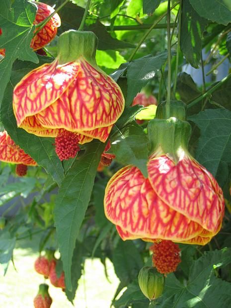 Abutilon