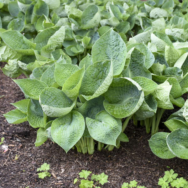Hosta Abiqua Drinking Gourd