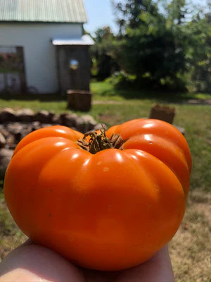Seed - Tomato 'Golden Delight' - Portage Seeds