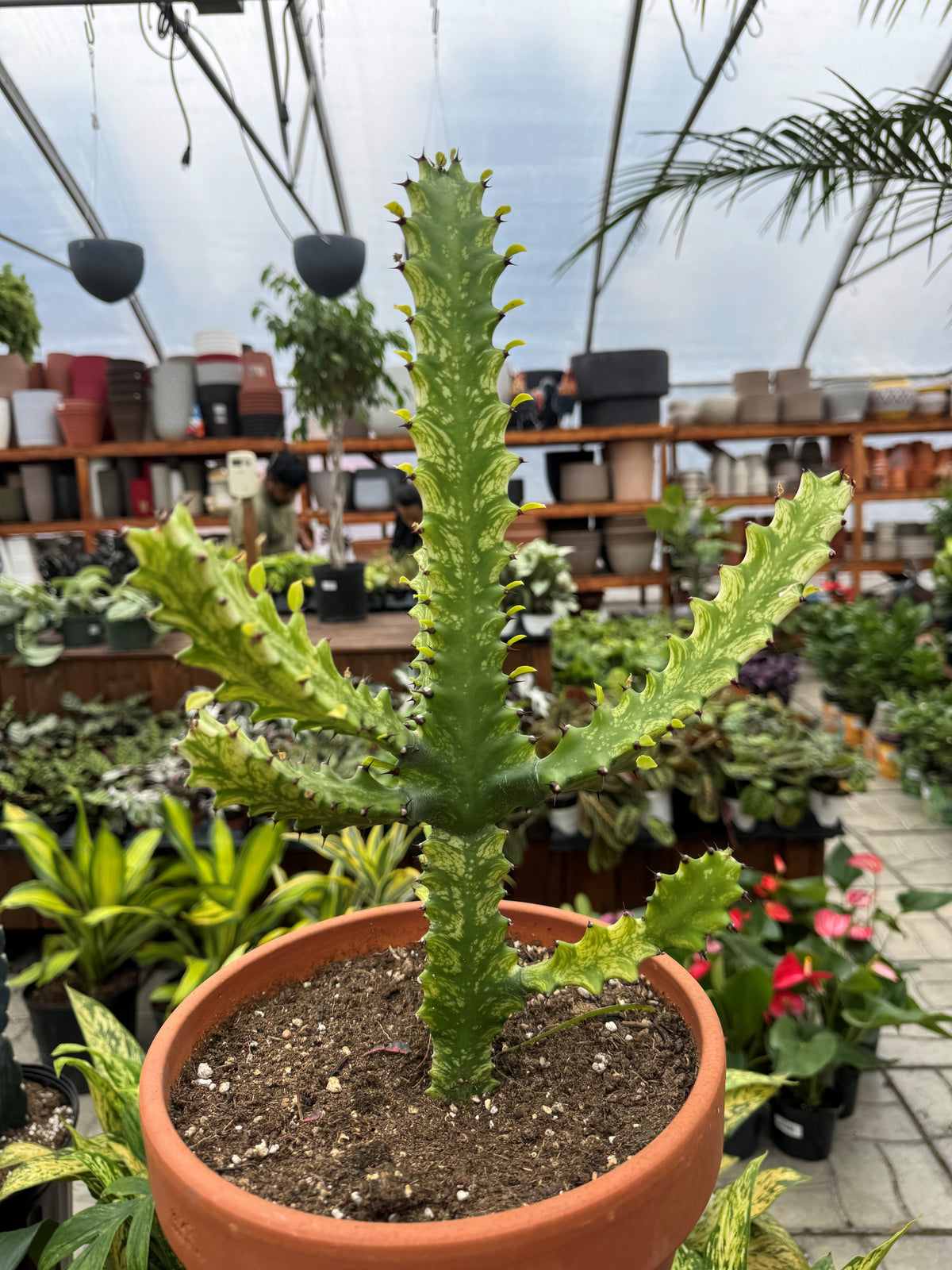 Euphorbia Trigona Variegata - Euphorbia
