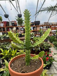 Euphorbia Trigona Variegata - Euphorbia