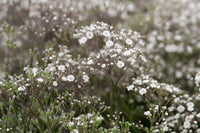 Gypsophila 'Summer Sparkles' (soupir de bébé)