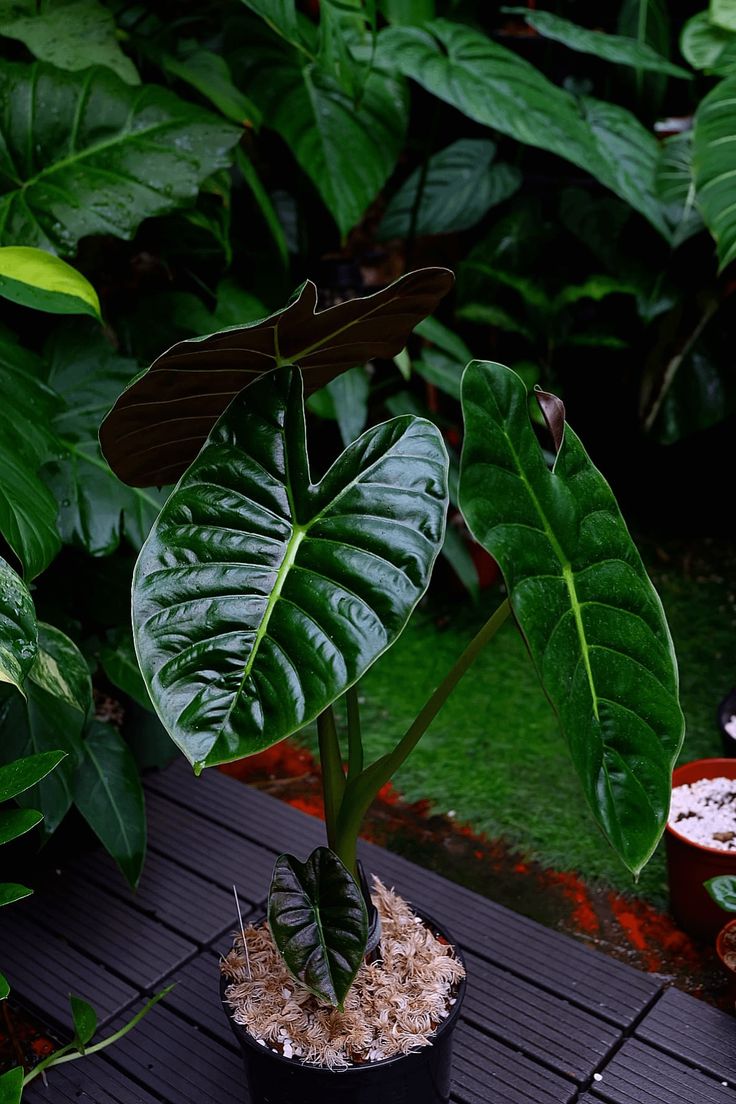 Alocasia 'Golden Bone'