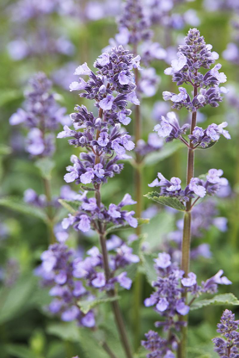 Nepeta Whispurr Blue