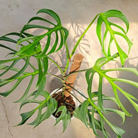 Monstera Burle Marx Flame