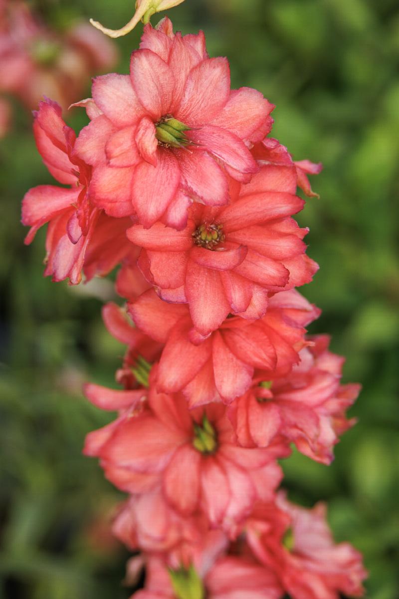 Red Lark Delphinium 'Red lark' - Dauphinelle – FleurExcel Inc.