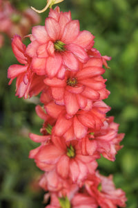 Delphinium 'Red lark'