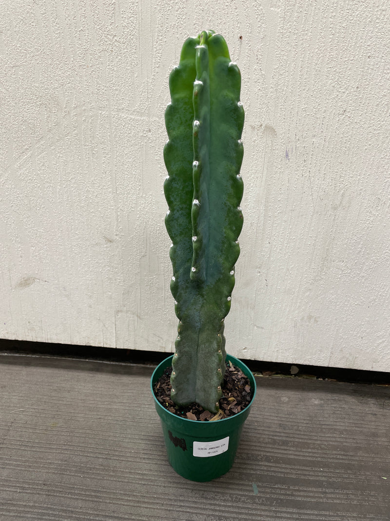 Cereus Jamacaru