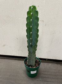 Cereus Jamacaru