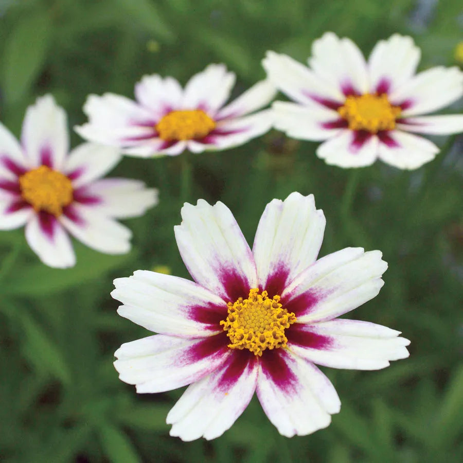 Coreopsis 'Big Bang Star  Cluster'