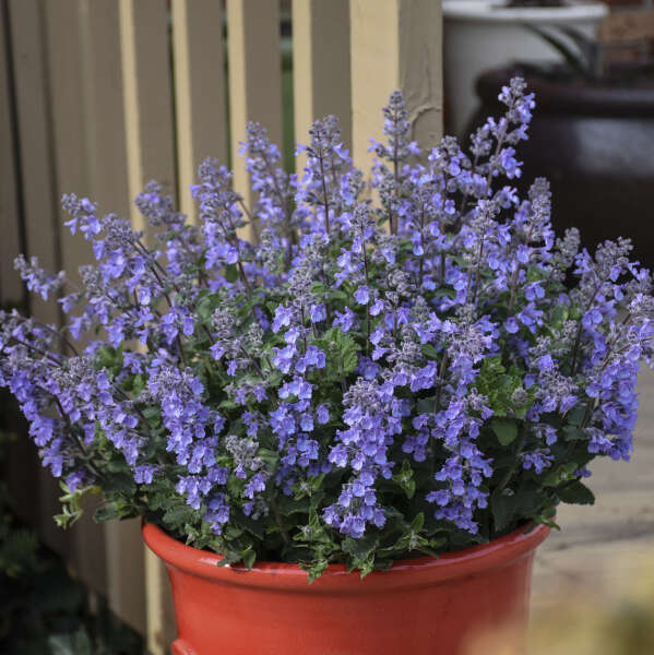 Nepeta 'Picture Purrfect'
