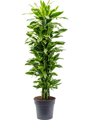 Draceana Golden Coast