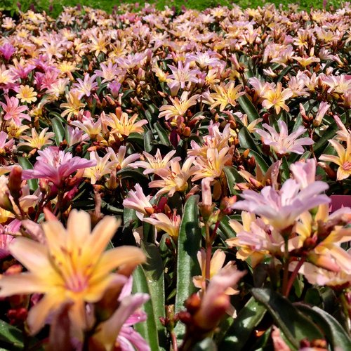 Lewisia 'Little Peach'