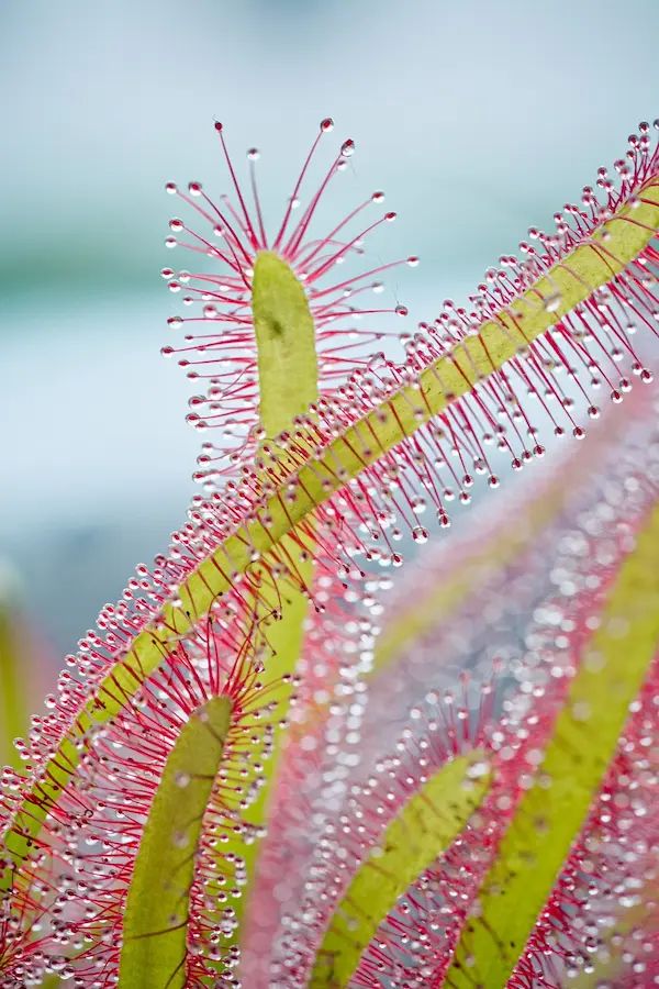 Drosera capensis