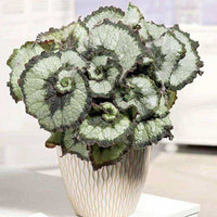 Begonia Rex Escargot