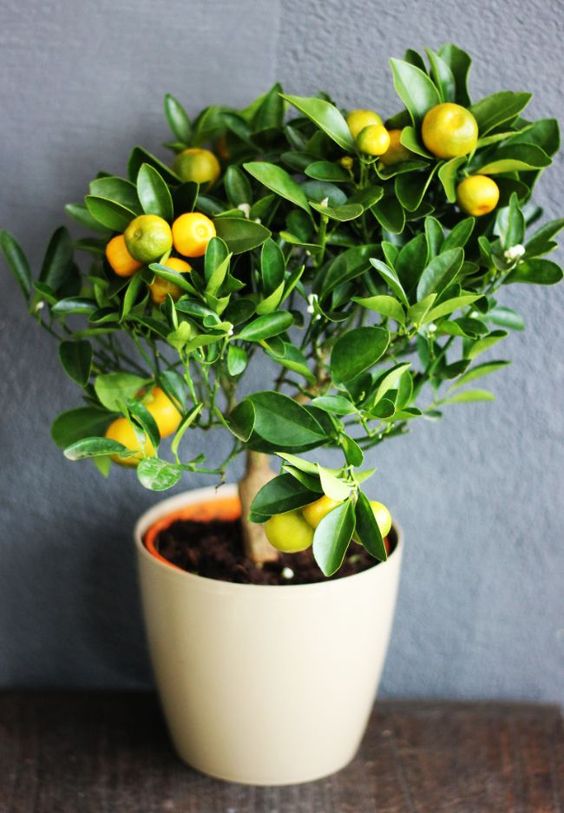 Citrus x meyeri - Citron 'Meyer'- Meyer Lemon