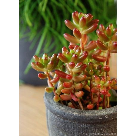 sedum rubrotinctum (Jelly Bean)