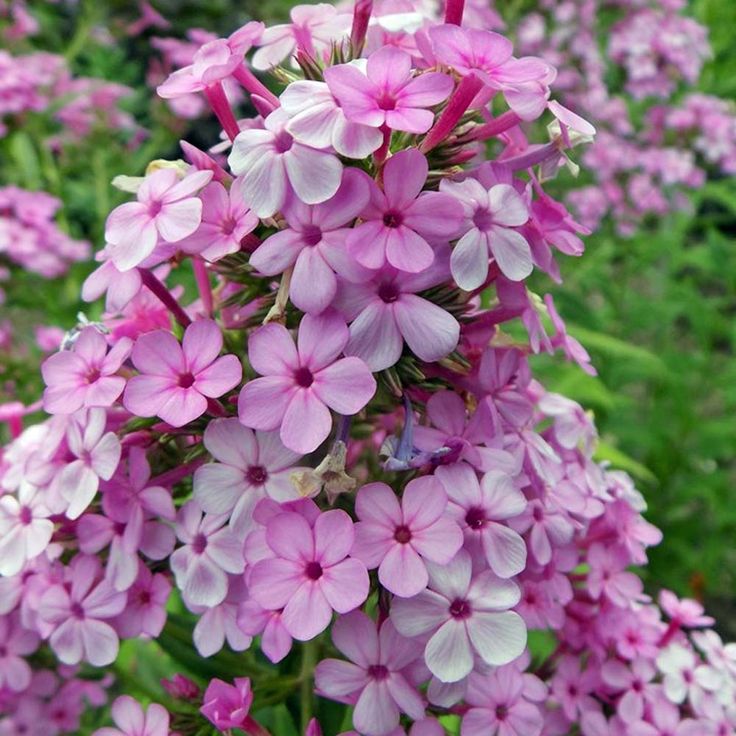 Phlox Paniculata 'Jeana'