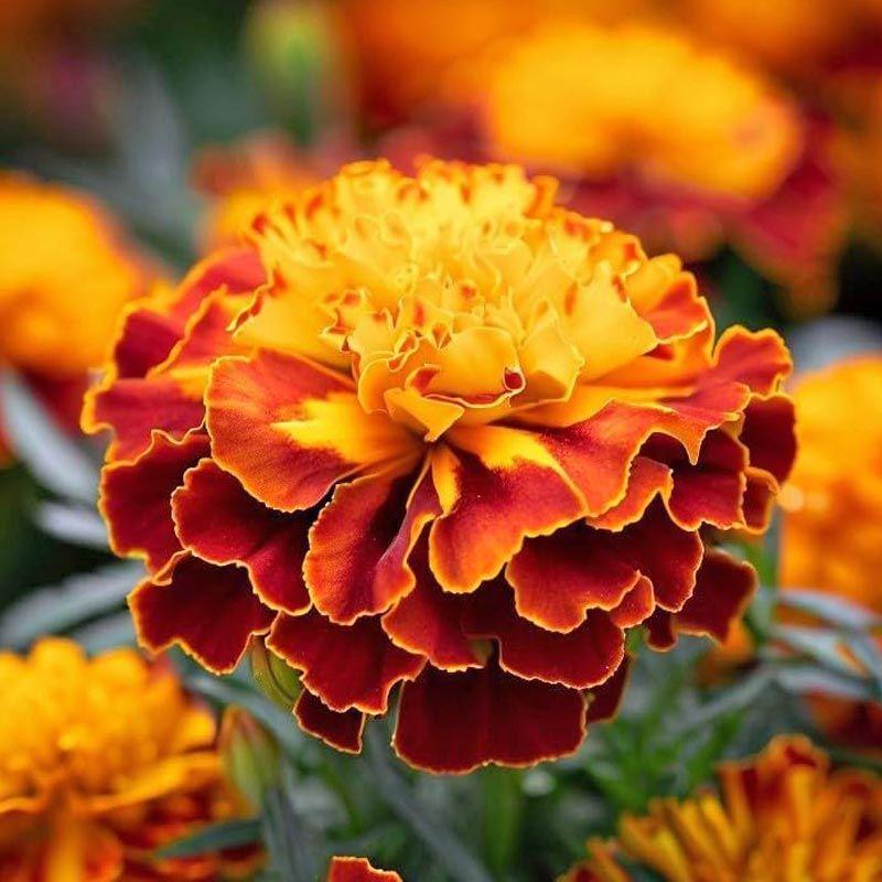 Seed - Marigolds ‘Sparky Mix’ - West Coast Seeds