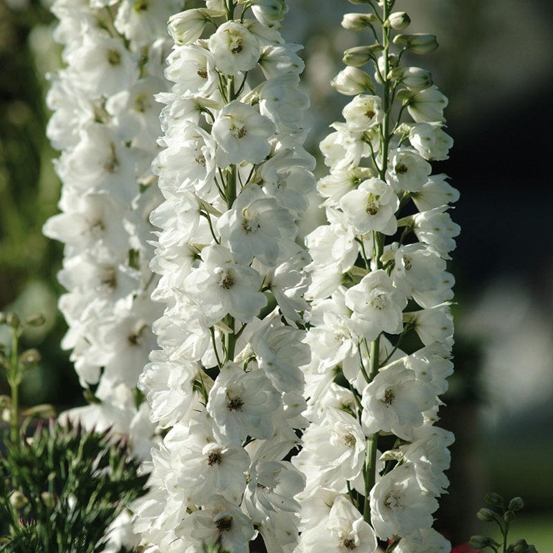 Delphinium elatum 'Aurora White'