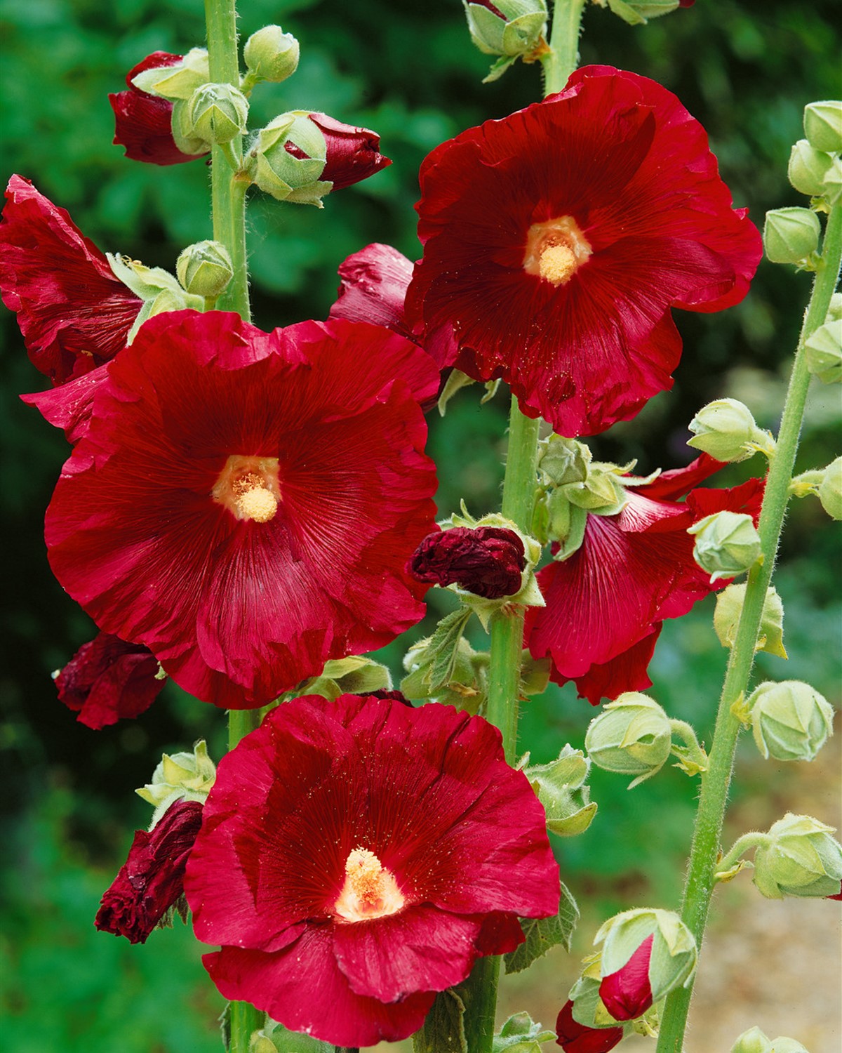 Alcea rosea 'Mars Magic'