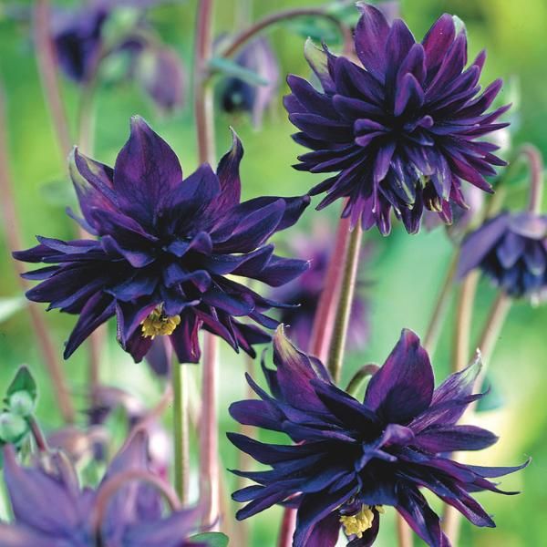 Aquilegia vulgaris 'Black Barlow'