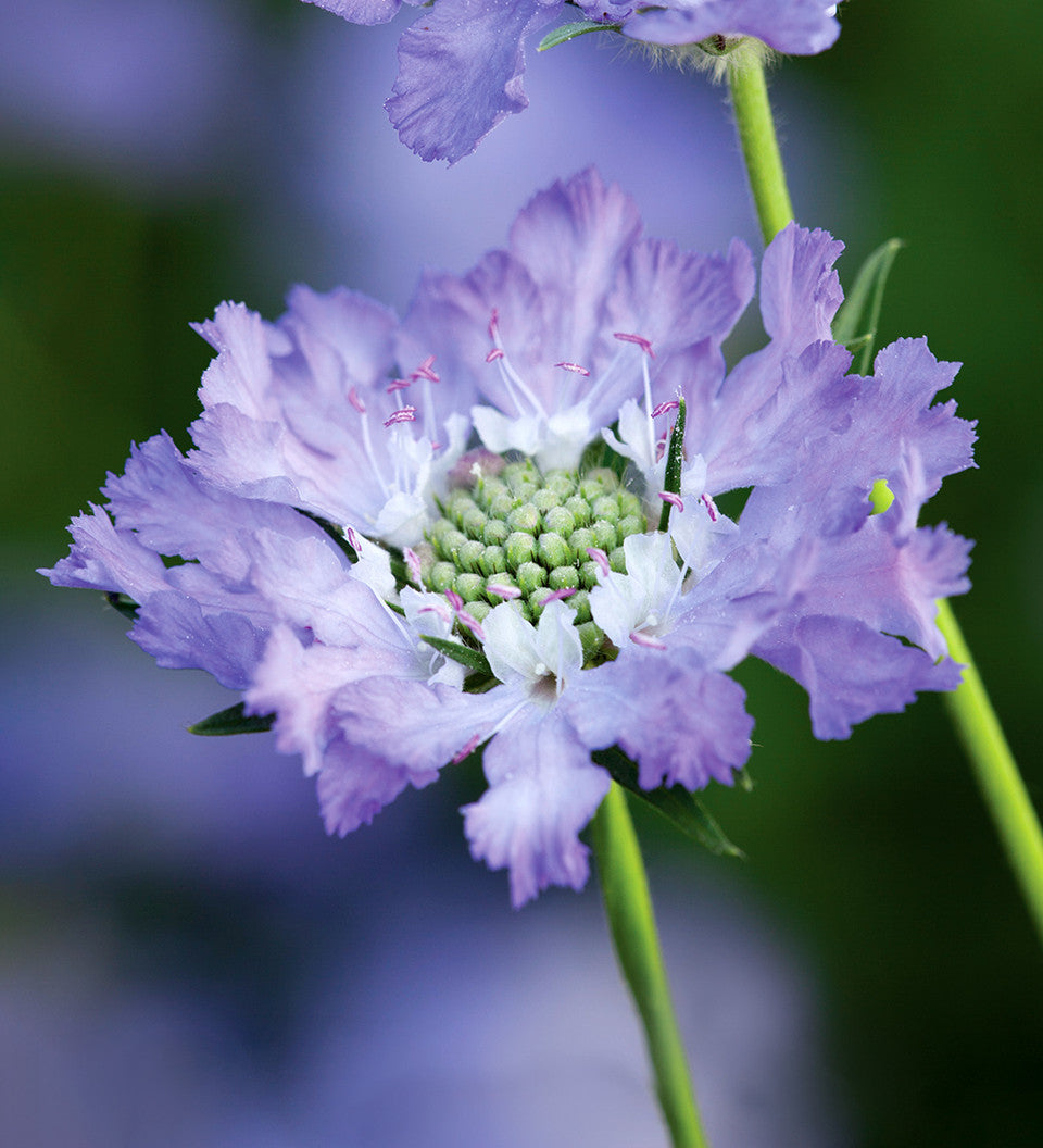 Scabiosa Caucasica 'Blue perfection'