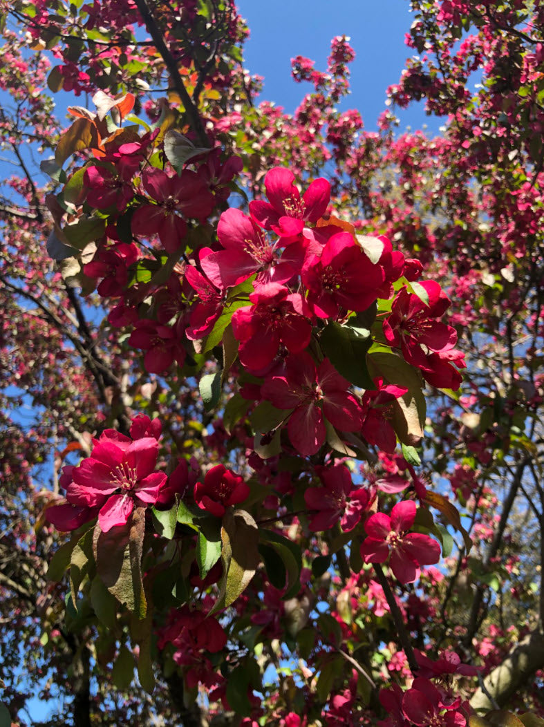Malus 'Red Baron'