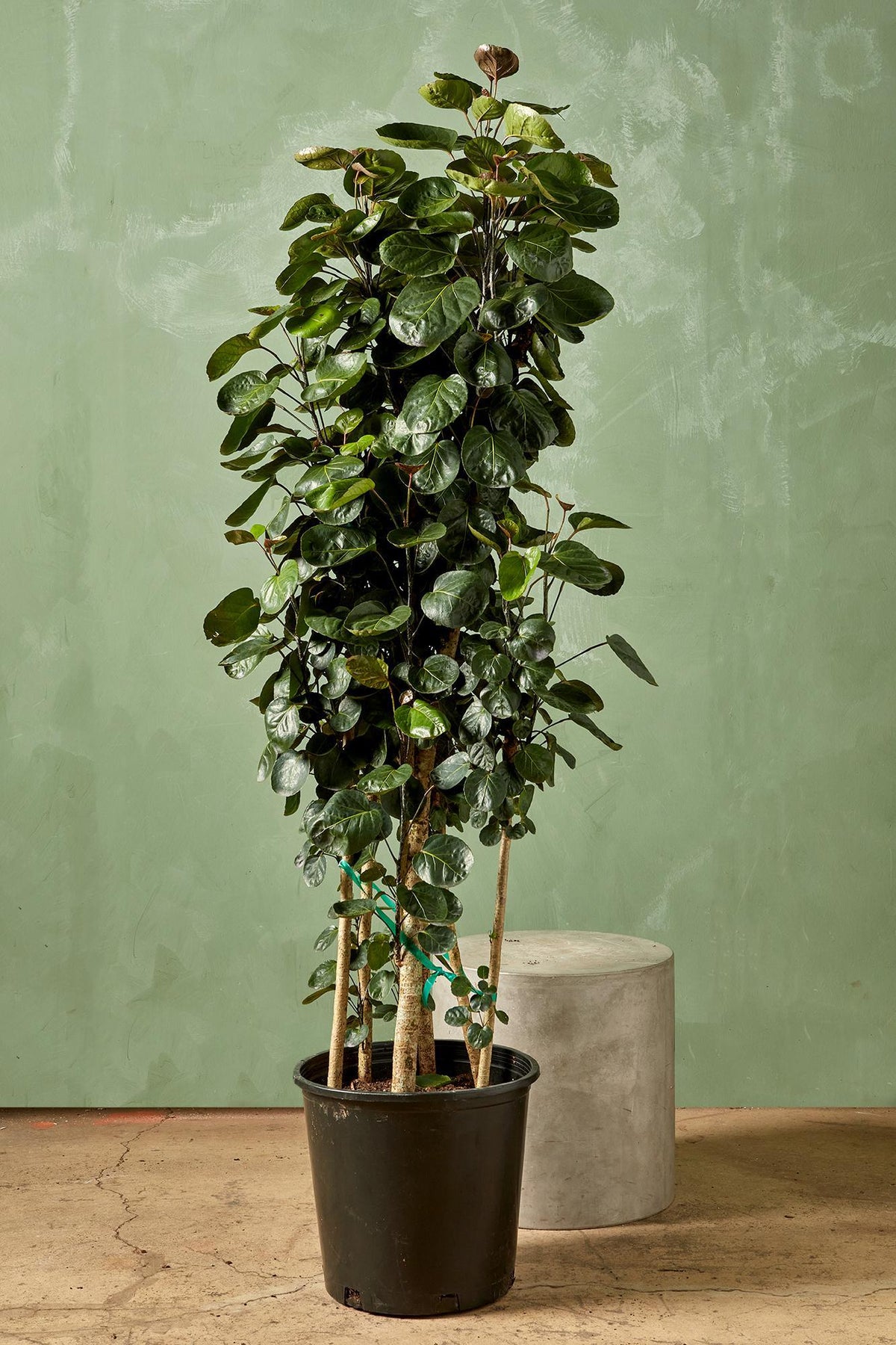 Aralia fabian stump