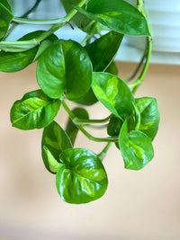 Epipremnum aureum Global Green (Pothos Global Green)