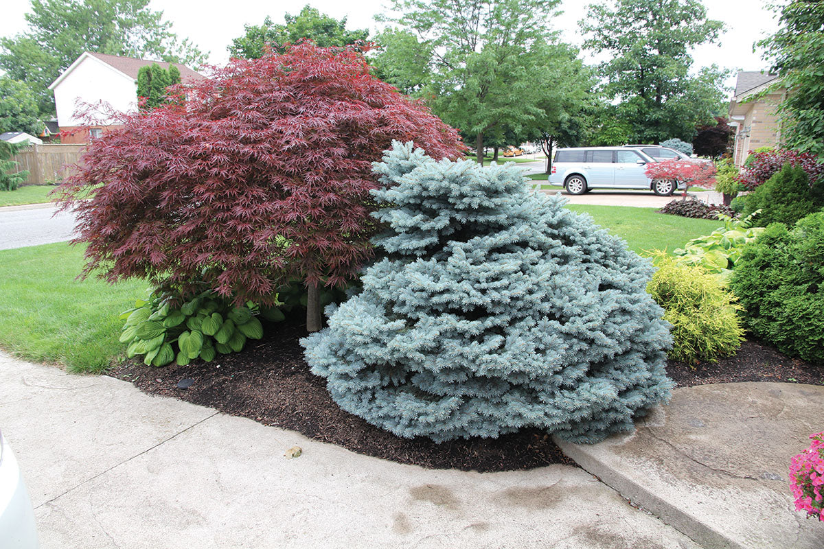 Picea pungens 'Thume'