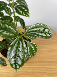 Pilea cadierei Aluminum