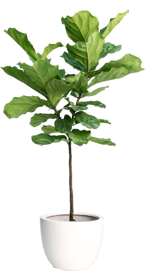 Ficus Lyrata