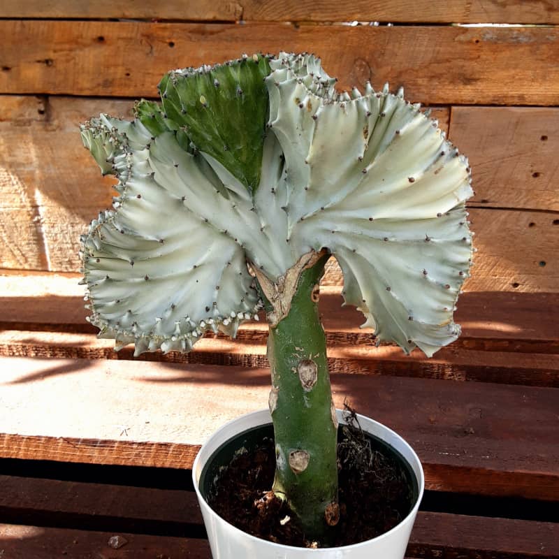 Euphorbia lactea Corail