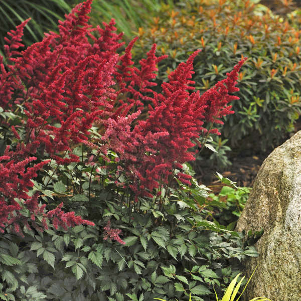 Astilbe 'Fanal'