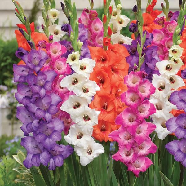 Bulbe Glads Glamini mix