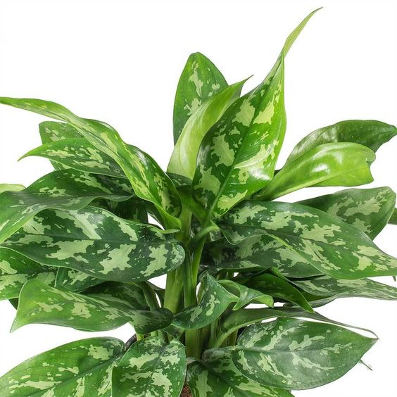 aglaonema maria entretien Aglaonema Maria / beauté émeraude – FleurExcel Inc