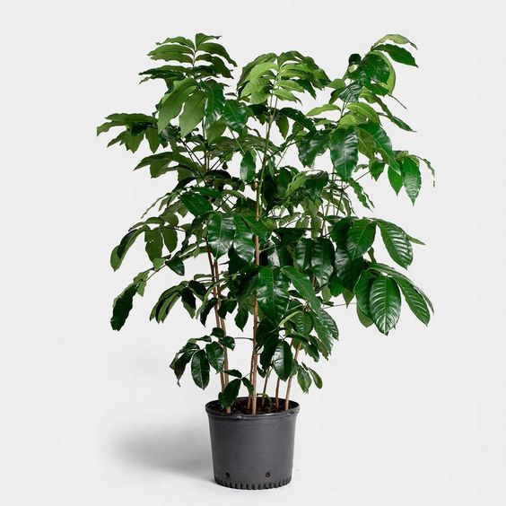 caféier plante Caféier d'Arabie (Coffea arabica)