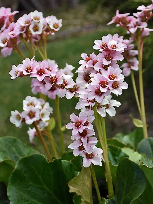 Bergenia fairytale romance