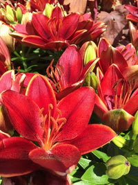 Lilium 'Tiny Rocket' - Lys