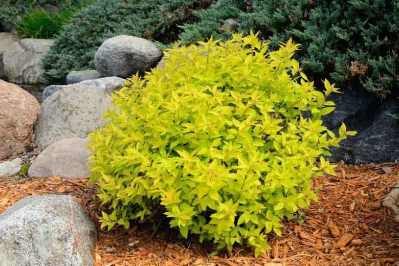 Spiraea Gold Mound - Spirée