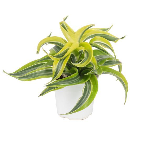 Dracaena fragrans Lemon surprise